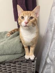 Lost Male Cat last seen 8th street, downtown spencer, Spencer, NC 28159