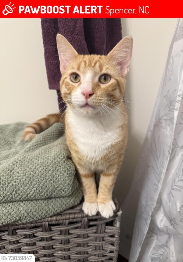 Lost Male Cat last seen 8th street, downtown spencer, Spencer, NC 28159