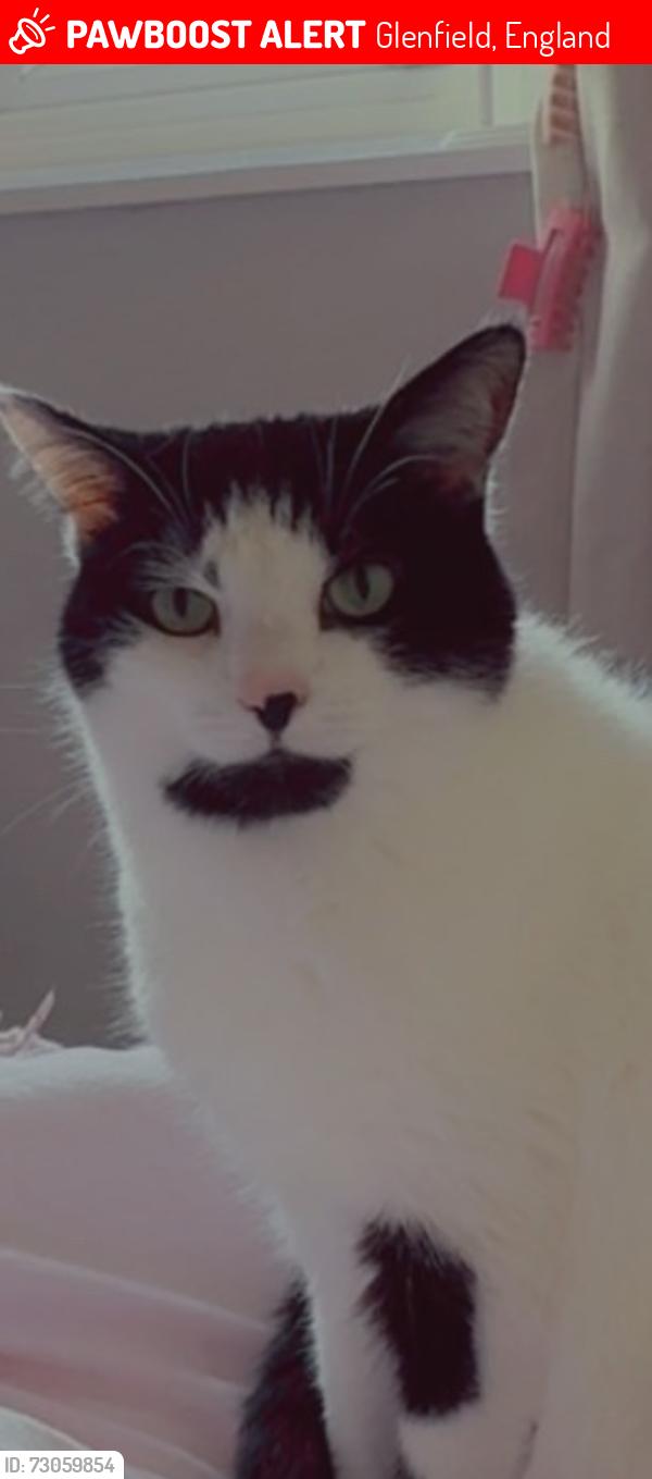 Lost Female Cat last seen Tatlow Road area , Glenfield, England 