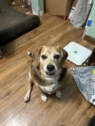 Reunited Male Dog last seen 131st Street Monarch Lakes, Miramar, FL 33027