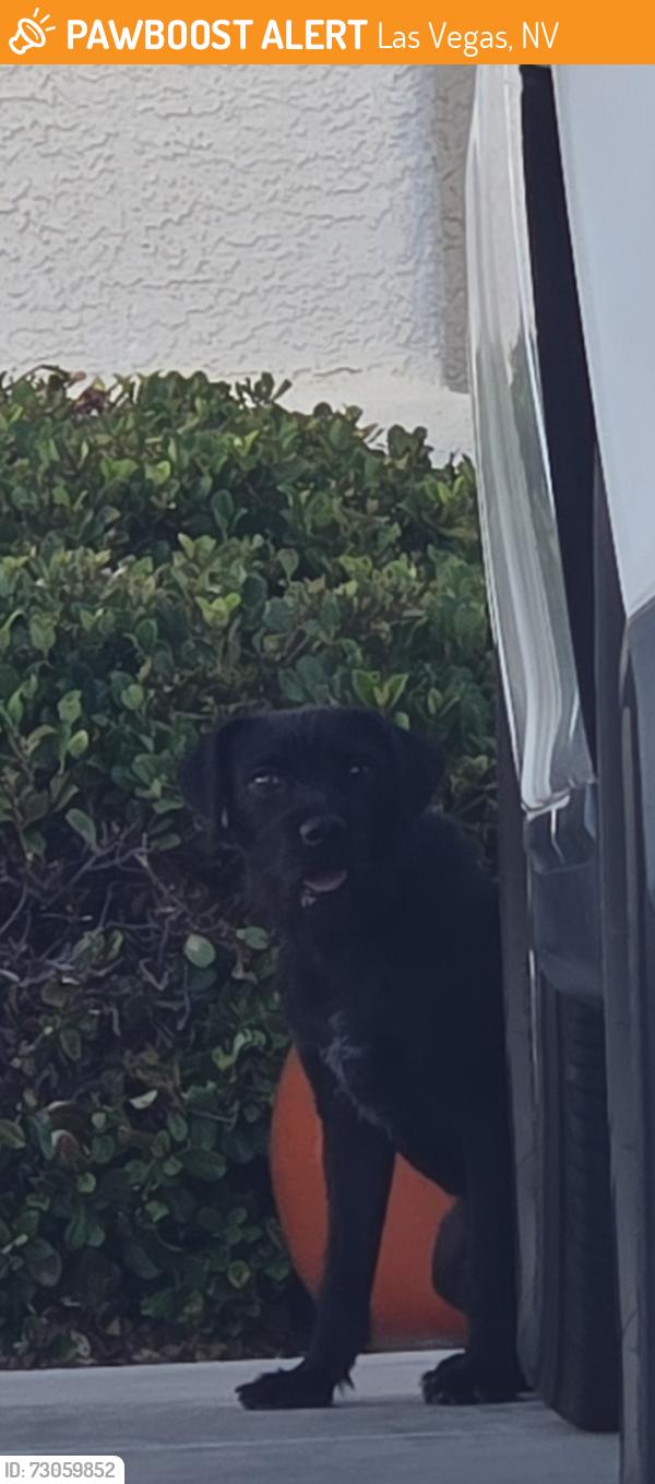 Found/Stray Male Dog last seen Pollock and Torino, Las Vegas, NV 89123