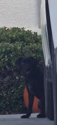 Found/Stray Male Dog last seen Pollock and Torino, Las Vegas, NV 89123