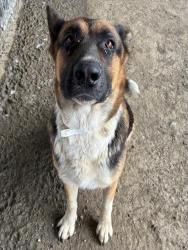 Shelter Stray Female Dog last seen Near BLOCK MCPHERSON RD, PERRIS, CA, 6851 Van Buren Boulevard, Jurupa Valley, CA 92509, USA