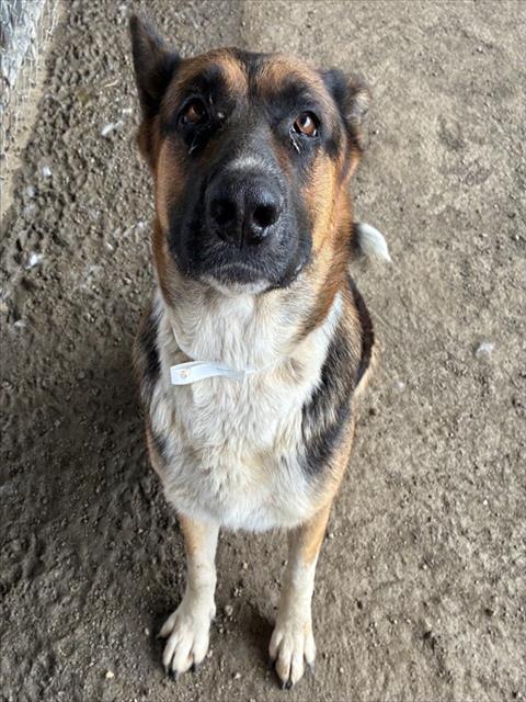 Shelter Stray Female Dog last seen Near BLOCK MCPHERSON RD, PERRIS, CA, 6851 Van Buren Boulevard, Jurupa Valley, CA 92509, USA