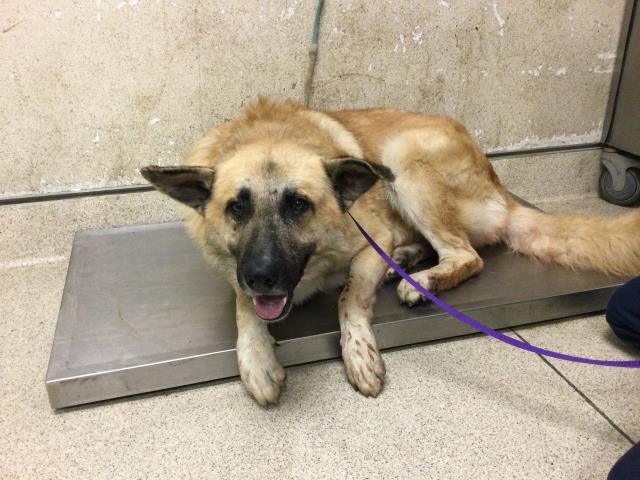 Shelter Stray Male Dog last seen Near BLOCK MOUNTAIN AVE, PERRIS, CA, 6851 Van Buren Boulevard, Jurupa Valley, CA 92509, USA
