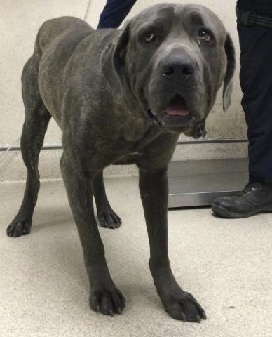 Shelter Stray Female Dog last seen Near BLOCK TOULON CT, 6851 Van Buren Boulevard, Jurupa Valley, CA 92509, USA