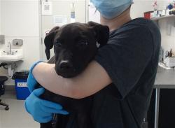 Shelter Stray Female Dog last seen CABRILLO / 19TH, 1419 Bryant St, San Francisco, CA 94103, USA