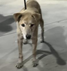 Shelter Stray Male Dog last seen , 957 N Gaffey St, San Pedro, CA 90731, USA