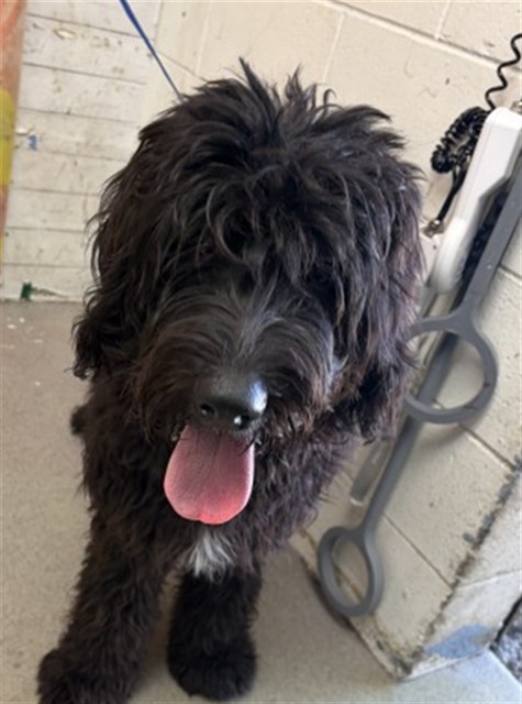 Shelter Stray Male Dog last seen LA CADENA MARKET, 1109 W 9TH ST, SAN BERNARDINO, CA, 92411, USA, 333 Chandler Pl, San Bernardino, CA 92408, USA