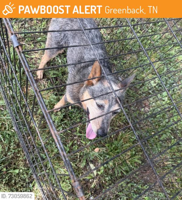 Found/Stray Male Dog last seen Greenback, Greenback, TN 37742