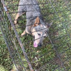 Found/Stray Male Dog last seen Greenback, Greenback, TN 37742