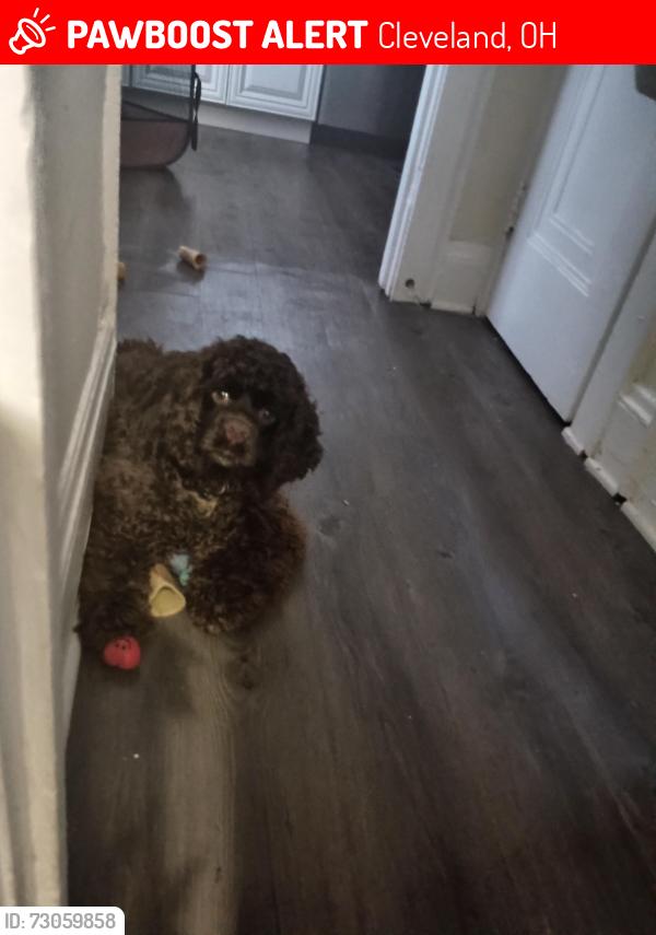 Lost Male Dog last seen West Ave & west130, Cleveland, OH 44111