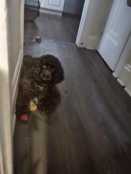 Lost Male Dog last seen West Ave & west130, Cleveland, OH 44111