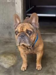 Shelter Stray Male Dog last seen , 1850 W 60th St, Los Angeles, CA 90047, USA