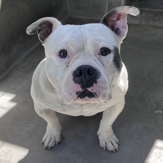 Shelter Stray Female Dog last seen , 1850 W 60th St, Los Angeles, CA 90047, USA