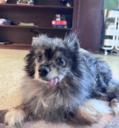 Reunited Male Dog last seen 90th Terrace, Seminole, FL, USA, Seminole, FL 33772