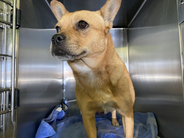 Shelter Stray Female Dog last seen , 1850 W 60th St, Los Angeles, CA 90047, USA