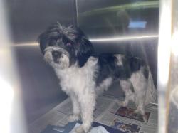 Shelter Stray Female Dog last seen , 1850 W 60th St, Los Angeles, CA 90047, USA