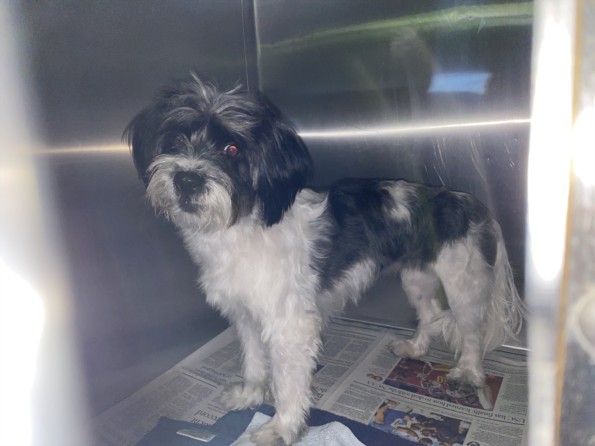 Shelter Stray Female Dog last seen , 1850 W 60th St, Los Angeles, CA 90047, USA