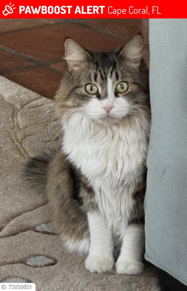 Lost Female Cat last seen South Del Prado Blvd, Cape Coral, FL 33904