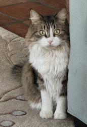 Lost Female Cat last seen South Del Prado Blvd, Cape Coral, FL 33904