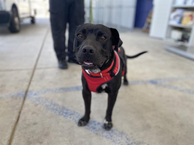 Shelter Stray Male Dog last seen Near BLOCK SAN EMIDIO ST, LAMONT CA 93241, 3951 Fruitvale Ave, Bakersfield, CA 93308, USA