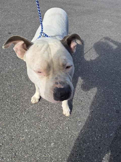 Shelter Stray Male Dog last seen Near BLK ADIDAS CT, BAKERSFIELD CA, 201 S Mt Vernon Ave, Bakersfield, CA 93307, USA