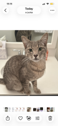 Found/Stray Unknown Cat last seen Ralph Fair Road and Old Paseo Way, Bexar County, TX 78015