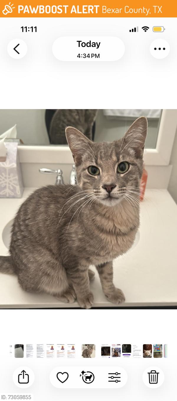 Found/Stray Unknown Cat last seen Ralph Fair Road and Old Paseo Way, Bexar County, TX 78015