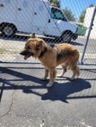 Shelter Stray Female Dog last seen , 3201 Lacy St, Los Angeles, CA 90031, USA