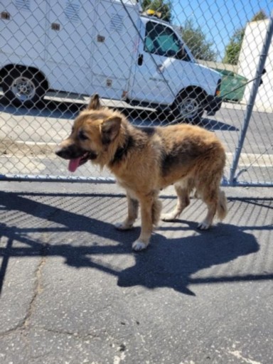 Shelter Stray Female Dog last seen , 3201 Lacy St, Los Angeles, CA 90031, USA