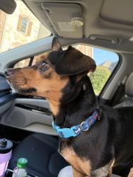 Found/Stray Male Dog last seen Post Rd at the east end of Savannah Lakes, Brazoria County, TX 77583