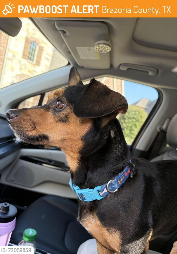 Found/Stray Male Dog last seen Post Rd at the east end of Savannah Lakes, Brazoria County, TX 77583