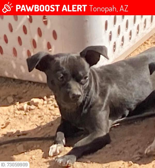 Lost Female Dog last seen 371st and Indian School Road, Tonopah, AZ 85354
