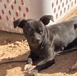 Lost Female Dog last seen 371st and Indian School Road, Tonopah, AZ 85354