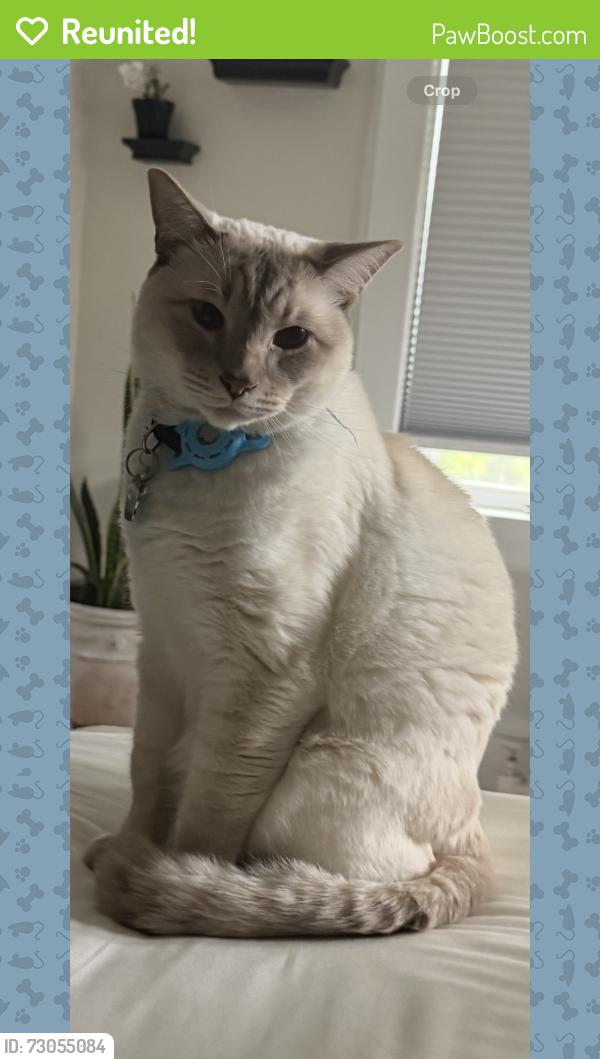 Reunited Male Cat last seen Bloomfield Avenue, Caldwell, NJ 07006