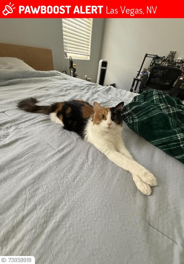 Lost Female Cat last seen Near crystal palace, Las Vegas, NV 89108