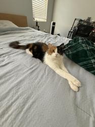 Lost Female Cat last seen Near crystal palace, Las Vegas, NV 89108