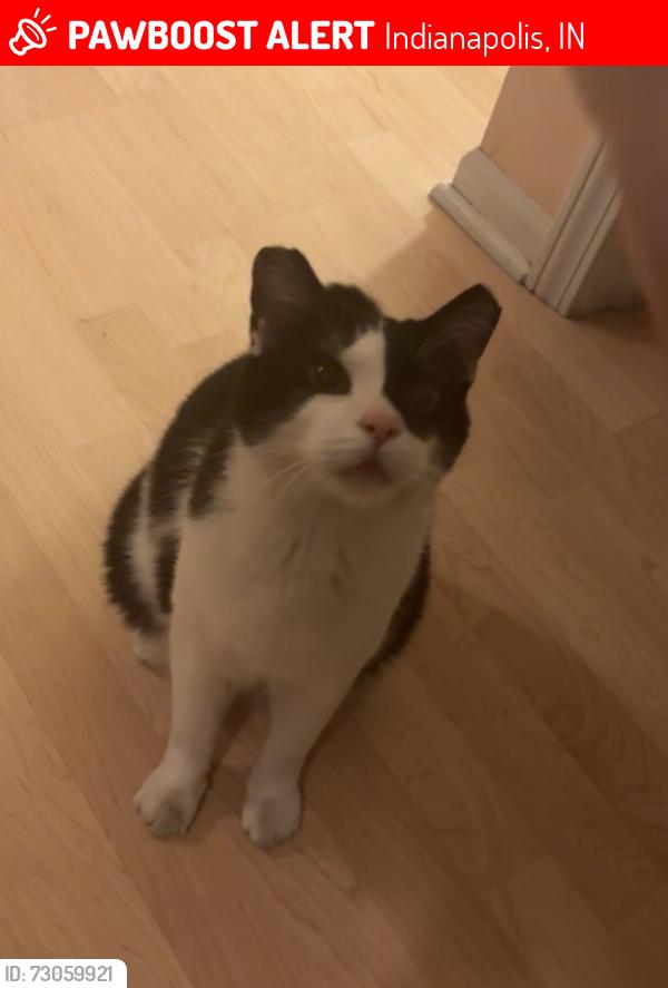 Lost Male Cat last seen South Redmond court and twyckenham drive, Indianapolis, IN 46236