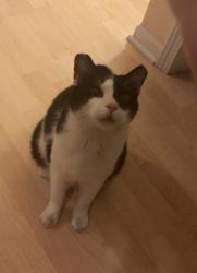 Lost Male Cat last seen South Redmond court and twyckenham drive, Indianapolis, IN 46236