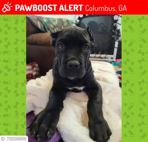 Lost Female Dog last seen Near McCartha Dr, Columbus, GA 31907