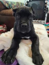 Lost Female Dog last seen Near McCartha Dr, Columbus, GA 31907