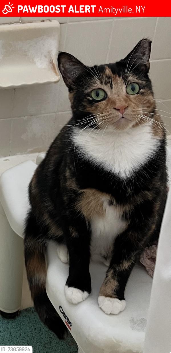 Lost Female Cat last seen Near county line Road , Amityville, NY 11701