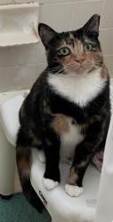 Lost Female Cat last seen Near county line Road , Amityville, NY 11701