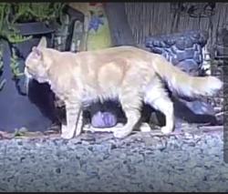 Found/Stray Unknown Cat last seen Calle Santiago CV Ca 91910, Chula Vista, CA 91910