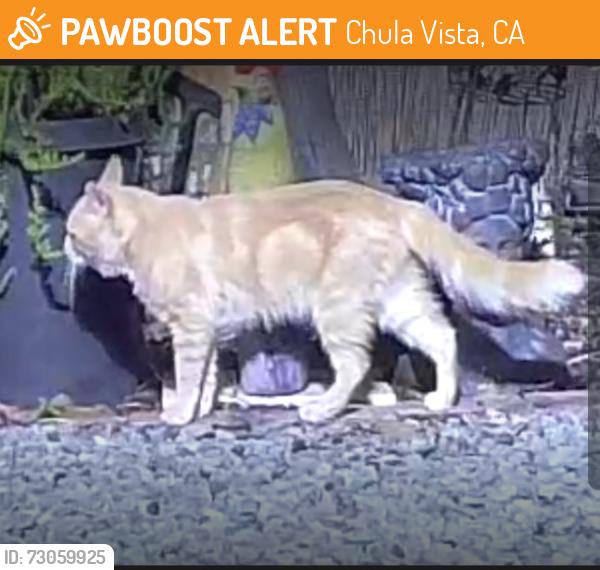 Found/Stray Unknown Cat last seen Calle Santiago CV Ca 91910, Chula Vista, CA 91910