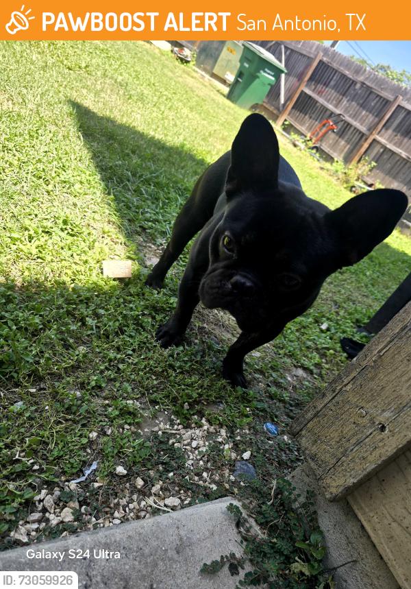 Found/Stray Male Dog last seen Near aspen meadow, San Antonio, TX 78238