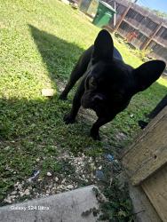 Found/Stray Male Dog last seen Near aspen meadow, San Antonio, TX 78238