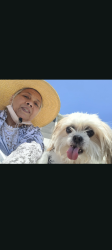 Lost Male Dog last seen Near East Beryl avenue, Salt Lake City, UT 84115