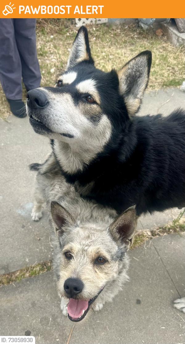 Found/Stray Male Dog last seen Atlantic Blvd/Olympic Blvd, East Los Angeles, CA 90022